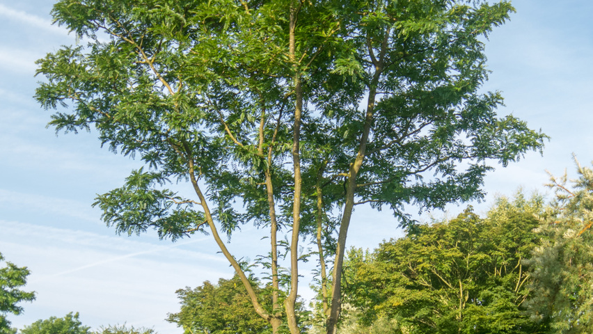 Gleditsia triacanthos 'Sunburst' mehrstämmige Schirmform
