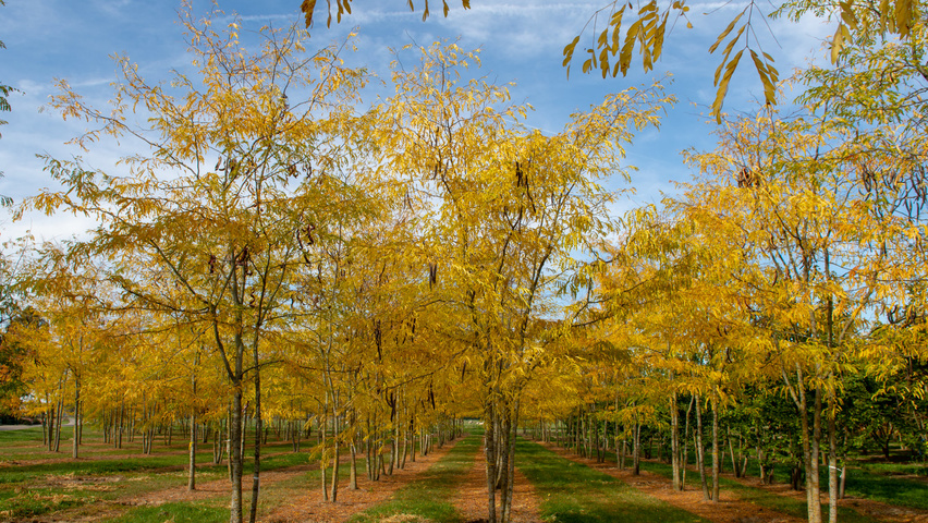 Gleditsia triacanthos 'Sunburst' mehrstämmige Schirmform