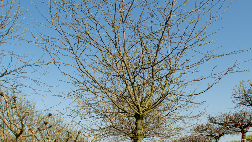 Gleditsia triacanthos 'Sunburst' Kopfform