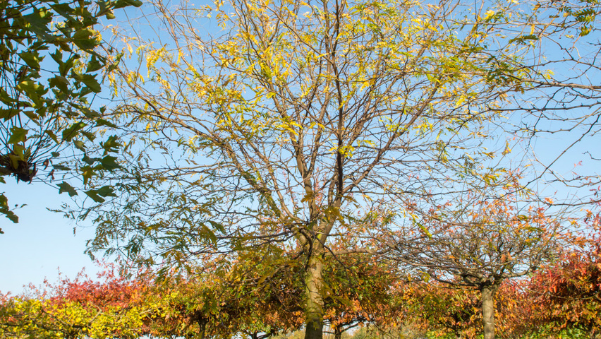 Gleditsia triacanthos 'Sunburst' Kopfform
