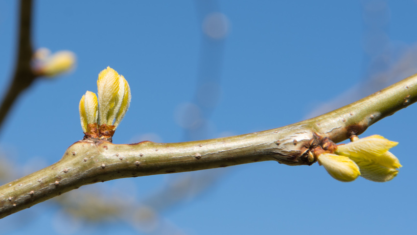 Gleditsia triacanthos 'Sunburst' Zweige