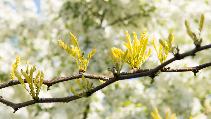 Gleditsia triacanthos 'Sunburst' Zweige