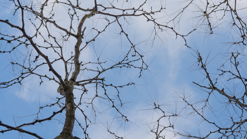Gleditsia triacanthos 'Sunburst' Zweige