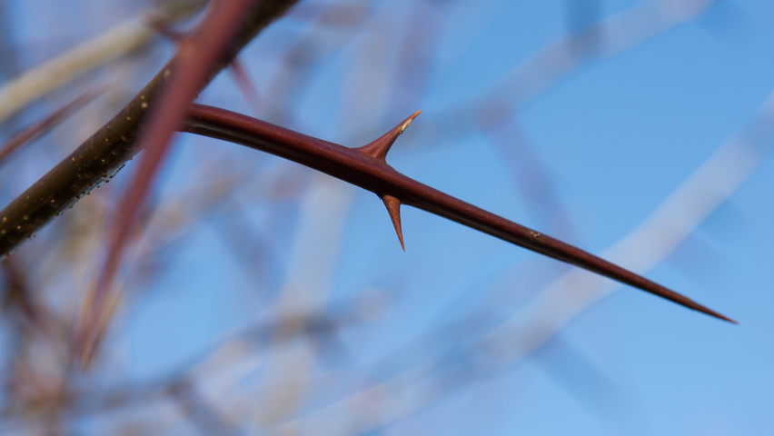 Gleditsia triacanthos twigs