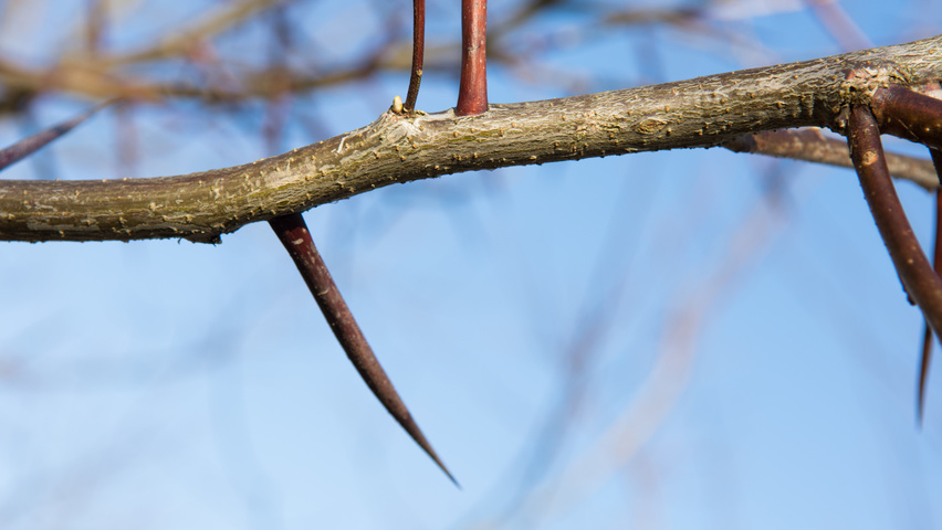Gleditsia triacanthos twigs