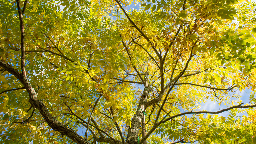 Gymnocladus dioica осенняя  листьев