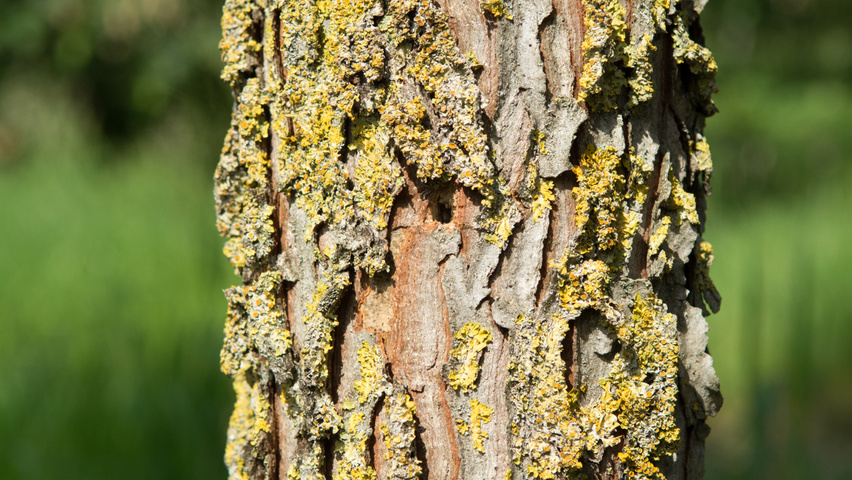 Gymnocladus dioica кора