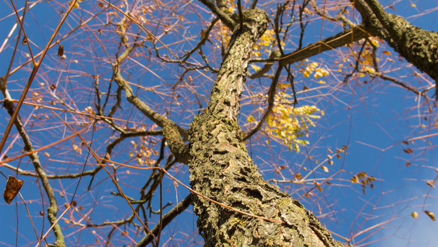 Gymnocladus dioica кора