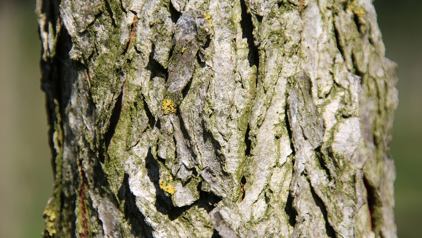 Gymnocladus dioica кора