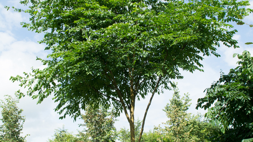 Gymnocladus dioica Деревья с необычной формой роста