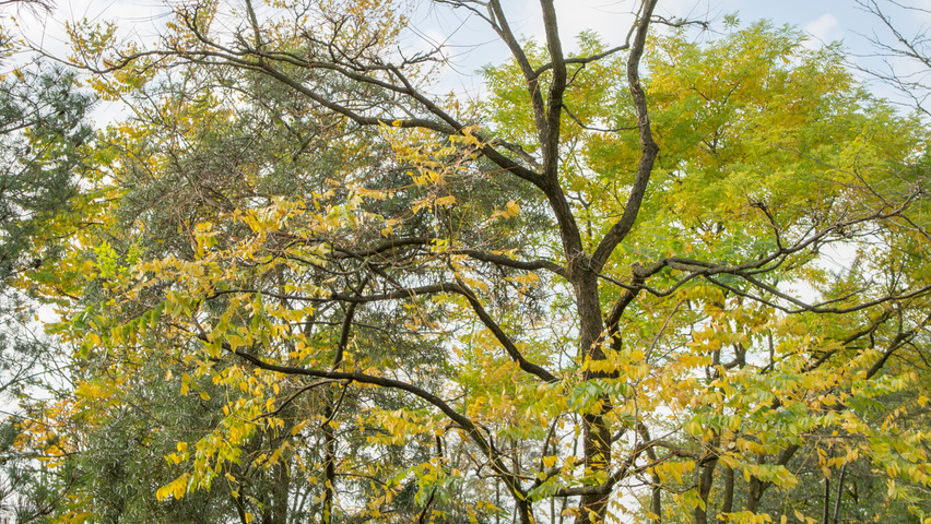 Gymnocladus dioica Деревья с необычной формой роста