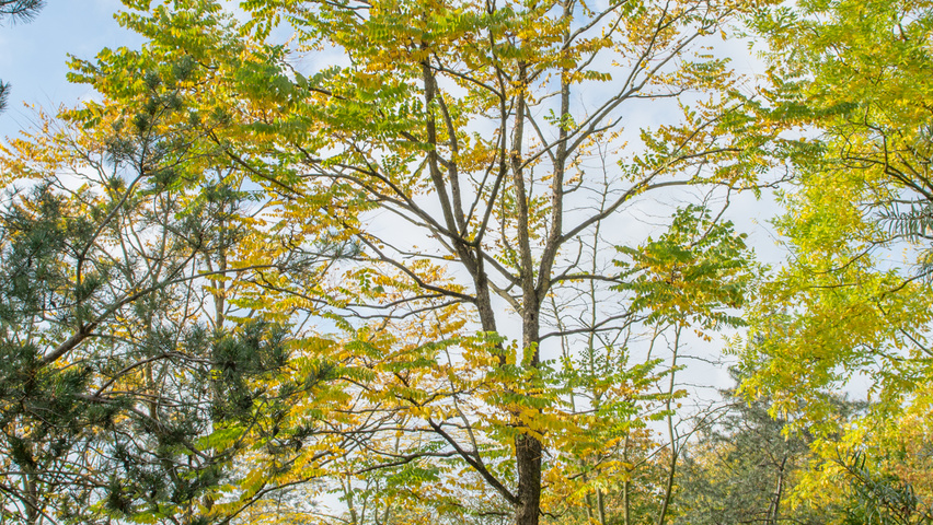 Gymnocladus dioica Деревья с необычной формой роста