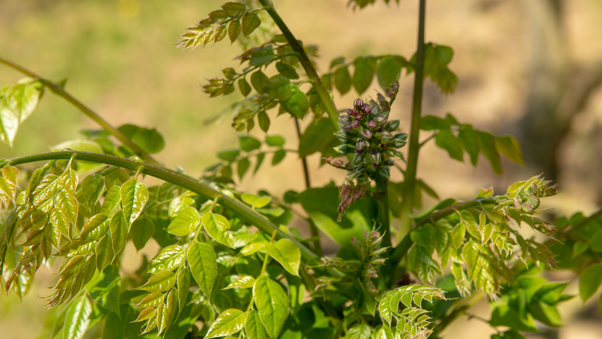 Gymnocladus dioica цветки