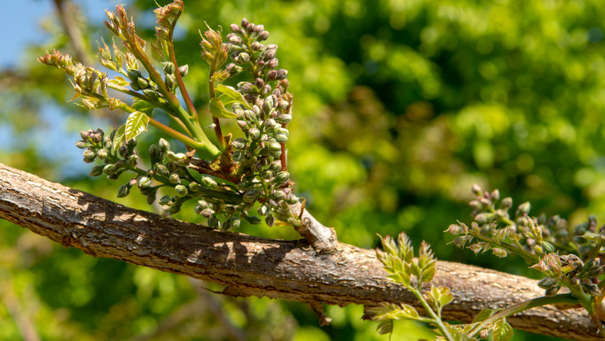 Gymnocladus dioica цветки