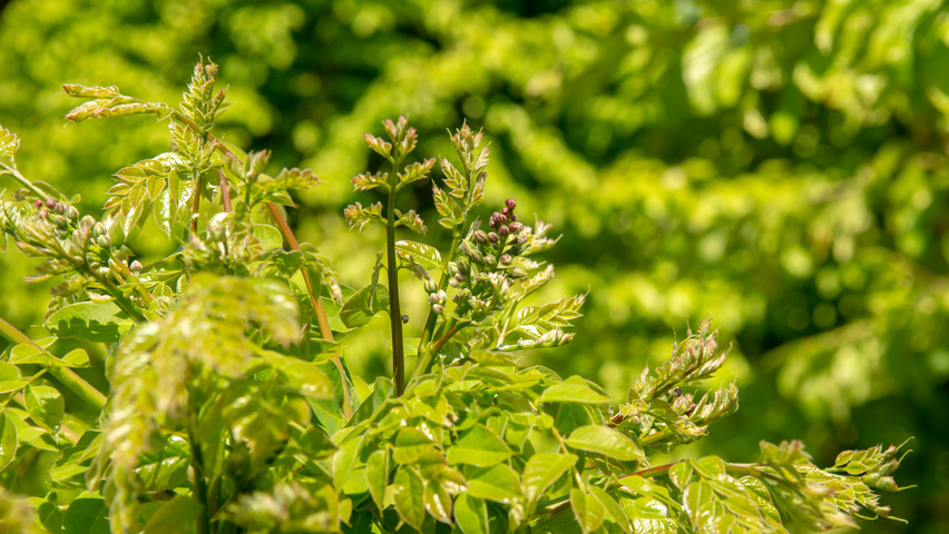 Gymnocladus dioica цветки