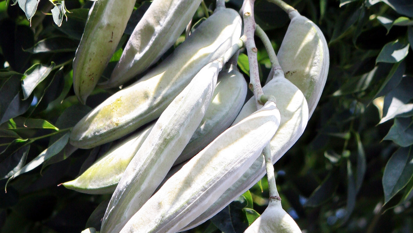 Gymnocladus dioica плоды
