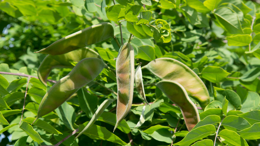 Gymnocladus dioica плоды