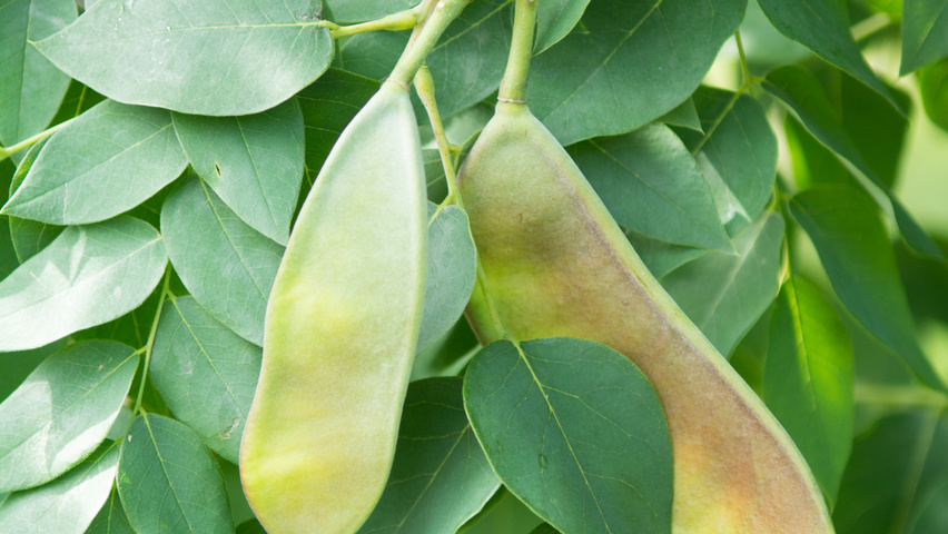Gymnocladus dioica плоды