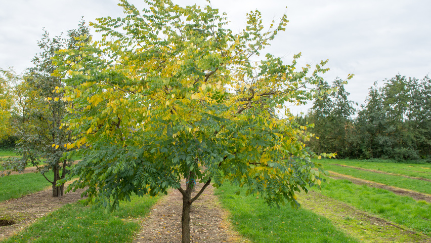 Gymnocladus dioica Деревья с невысоким стволом (полустандарт)