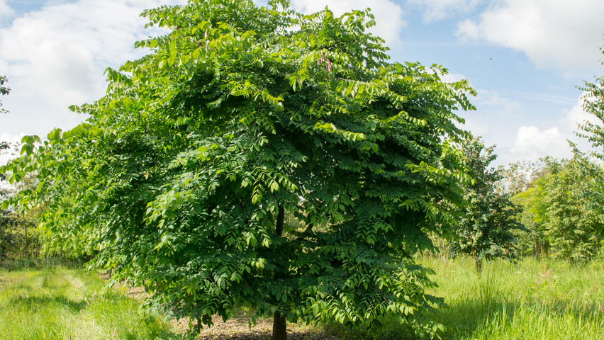 Gymnocladus dioica Деревья с невысоким стволом (полустандарт)