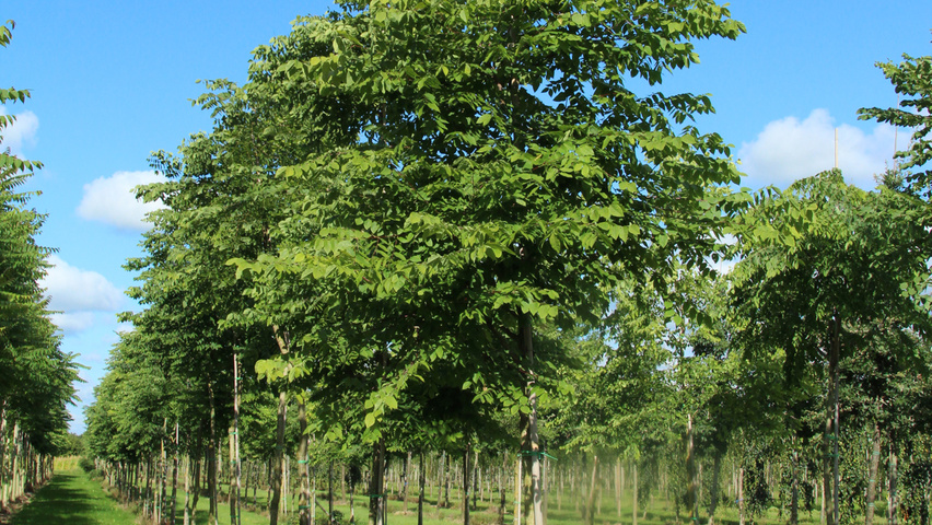 Gymnocladus dioica Деревья с высоким стволом (стандарт)
