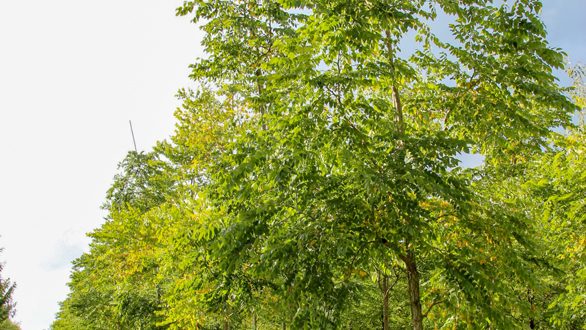 Gymnocladus dioica Деревья с высоким стволом (стандарт)