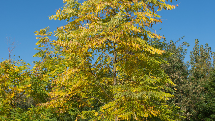 Gymnocladus dioica Деревья с высоким стволом (стандарт)