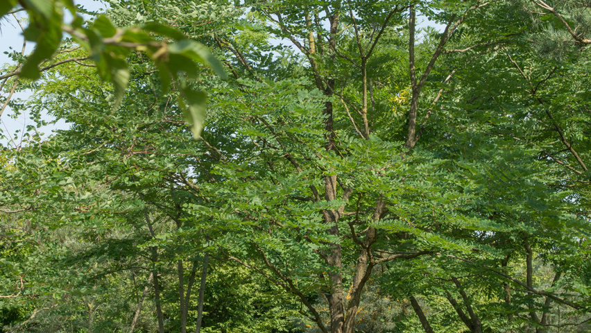 Gymnocladus dioica Деревья с высоким стволом (стандарт)