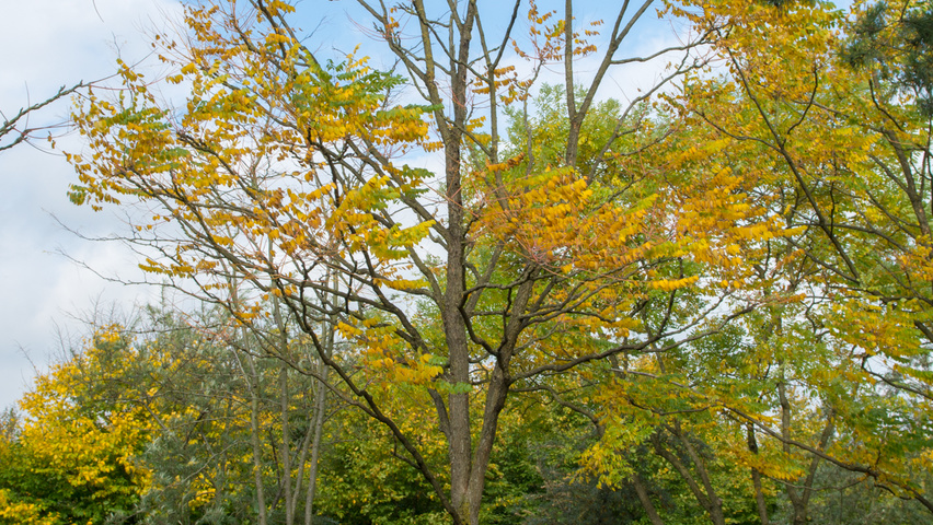 Gymnocladus dioica Деревья с высоким стволом (стандарт)
