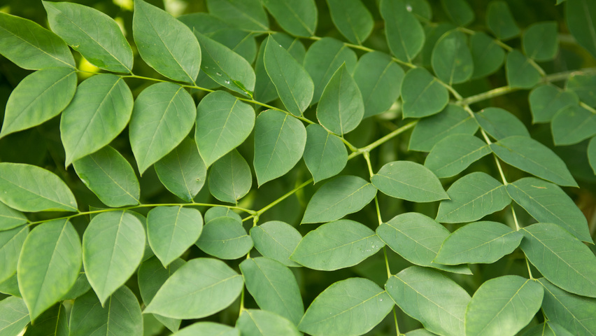 Gymnocladus dioica листья