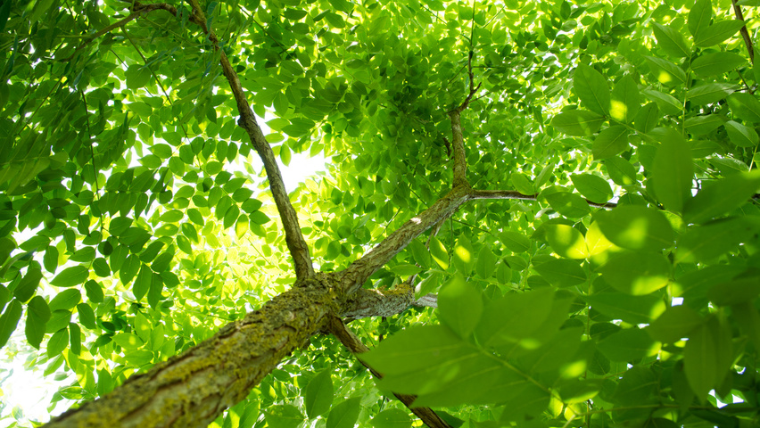 Gymnocladus dioica листья