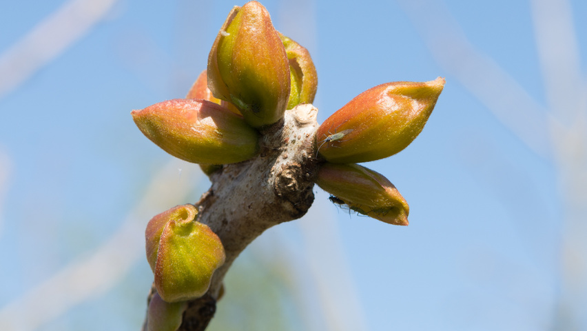 Gymnocladus dioica листья