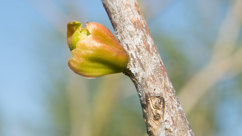 Gymnocladus dioica листья