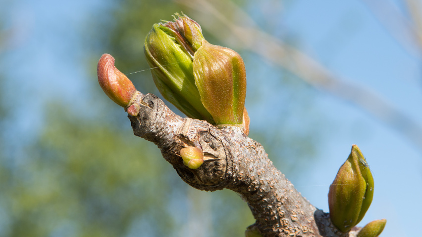 Gymnocladus dioica листья