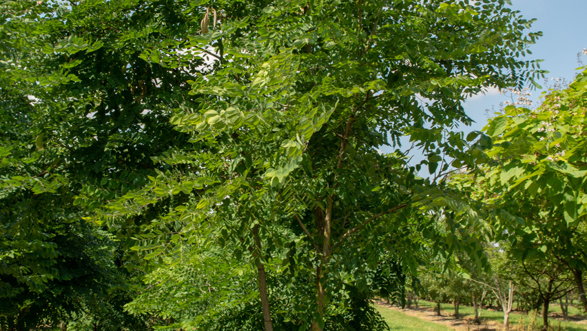 Gymnocladus dioica Многоствольные зонтичные формы