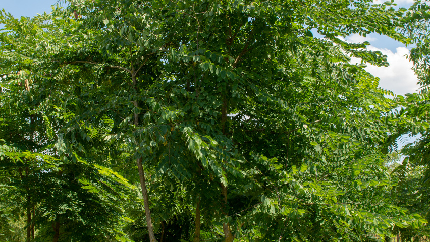 Gymnocladus dioica Многоствольные зонтичные формы