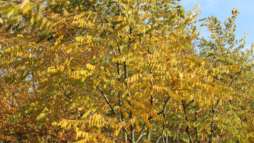 Gymnocladus dioica Многоствольные зонтичные формы