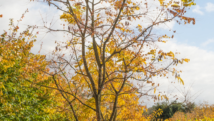 Gymnocladus dioica Многоствольные зонтичные формы