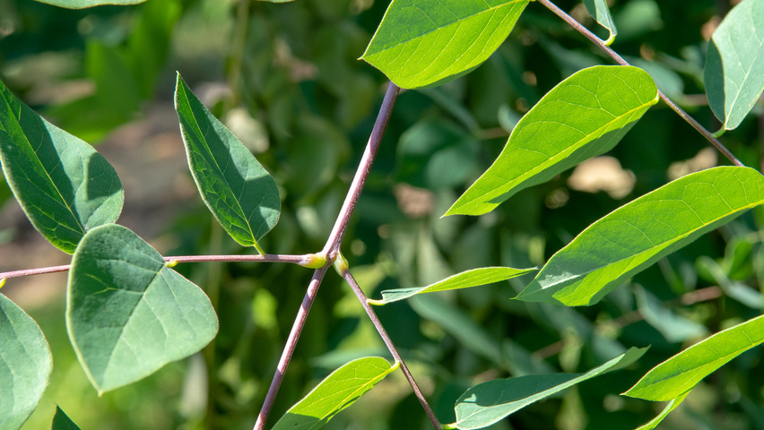 Gymnocladus dioica ветви