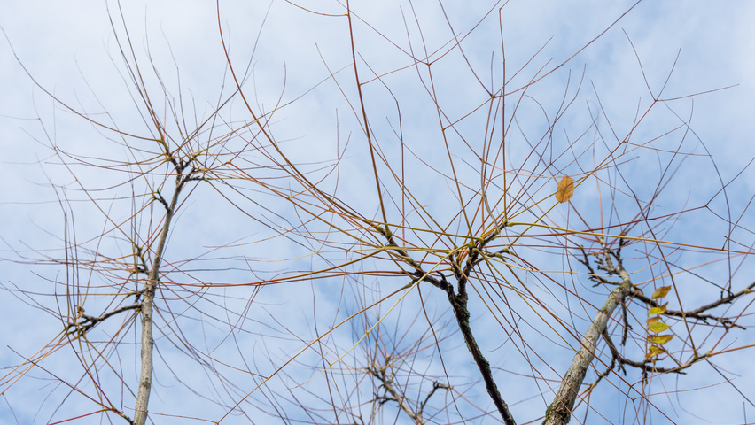 Gymnocladus dioica ветви