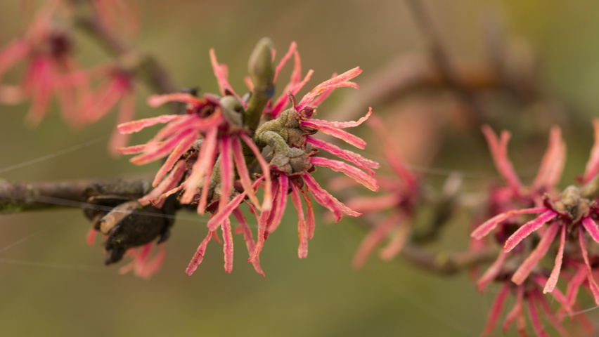 Hamamelis x intermedia 'Diane' kwiaty