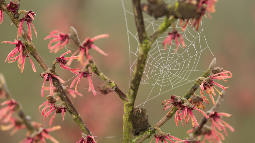 Hamamelis x intermedia 'Diane' kwiaty