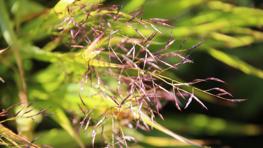 Hakonechloa macra kwiaty