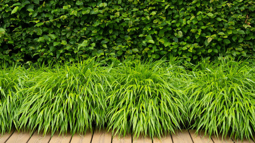 Hakonechloa macra liście