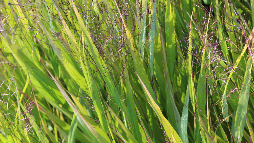 Hakonechloa macra liście