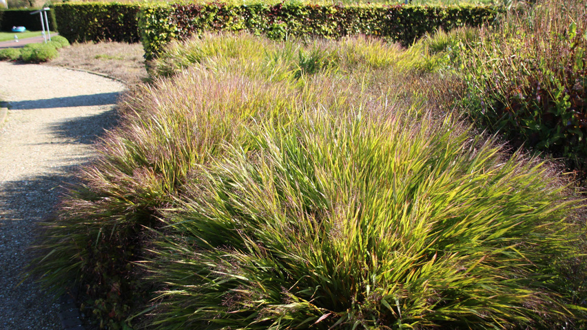 Hakonechloa macra liście