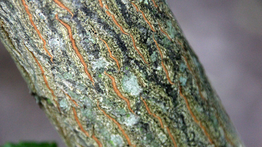 Halesia carolina kora