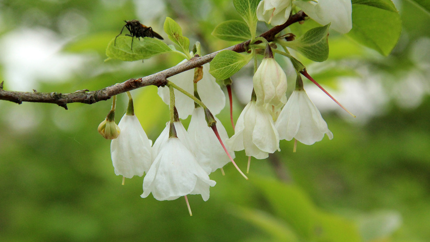 Halesia carolina kwiaty