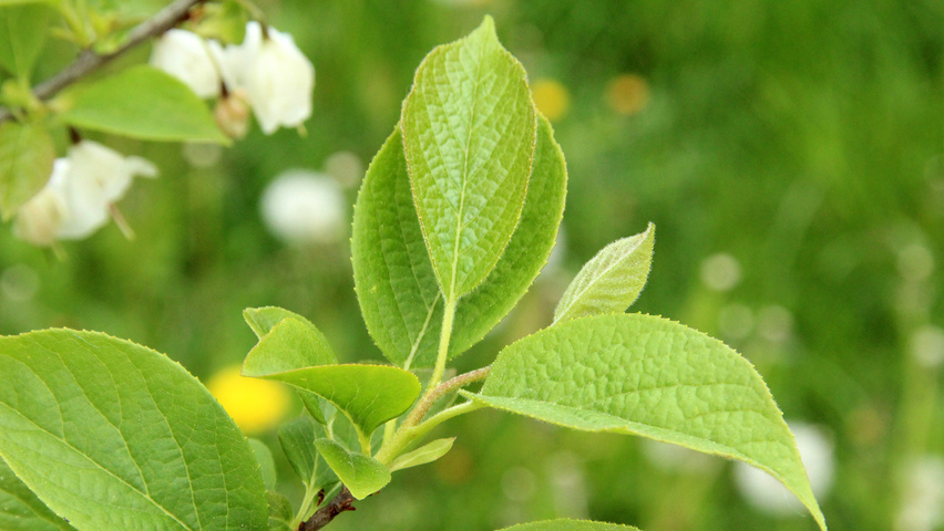Halesia carolina liście