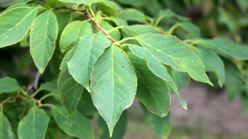 Halesia carolina liście